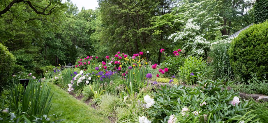 Perennial undersized flowers: application in a flower garden