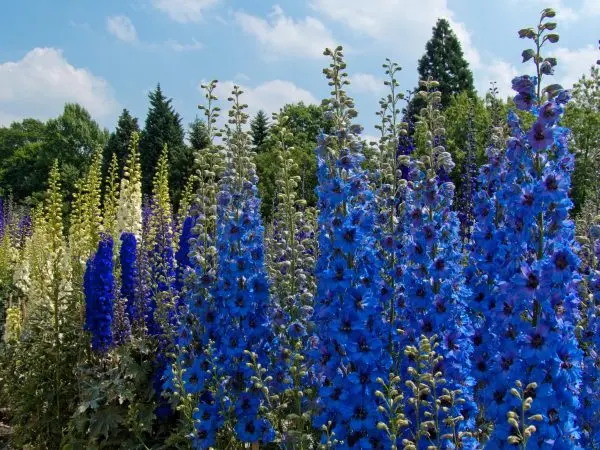 Perennials for giving blooming all summer with a photo