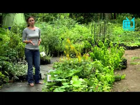 Perennials for giving blooming all summer with a photo