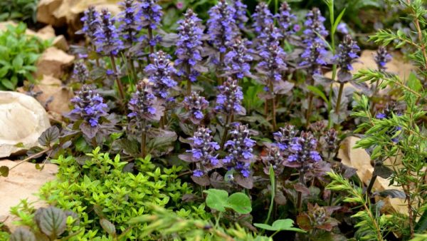 Perennials for giving blooming all summer with a photo