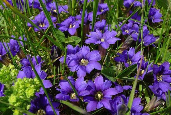 Perennials for giving blooming all summer with a photo