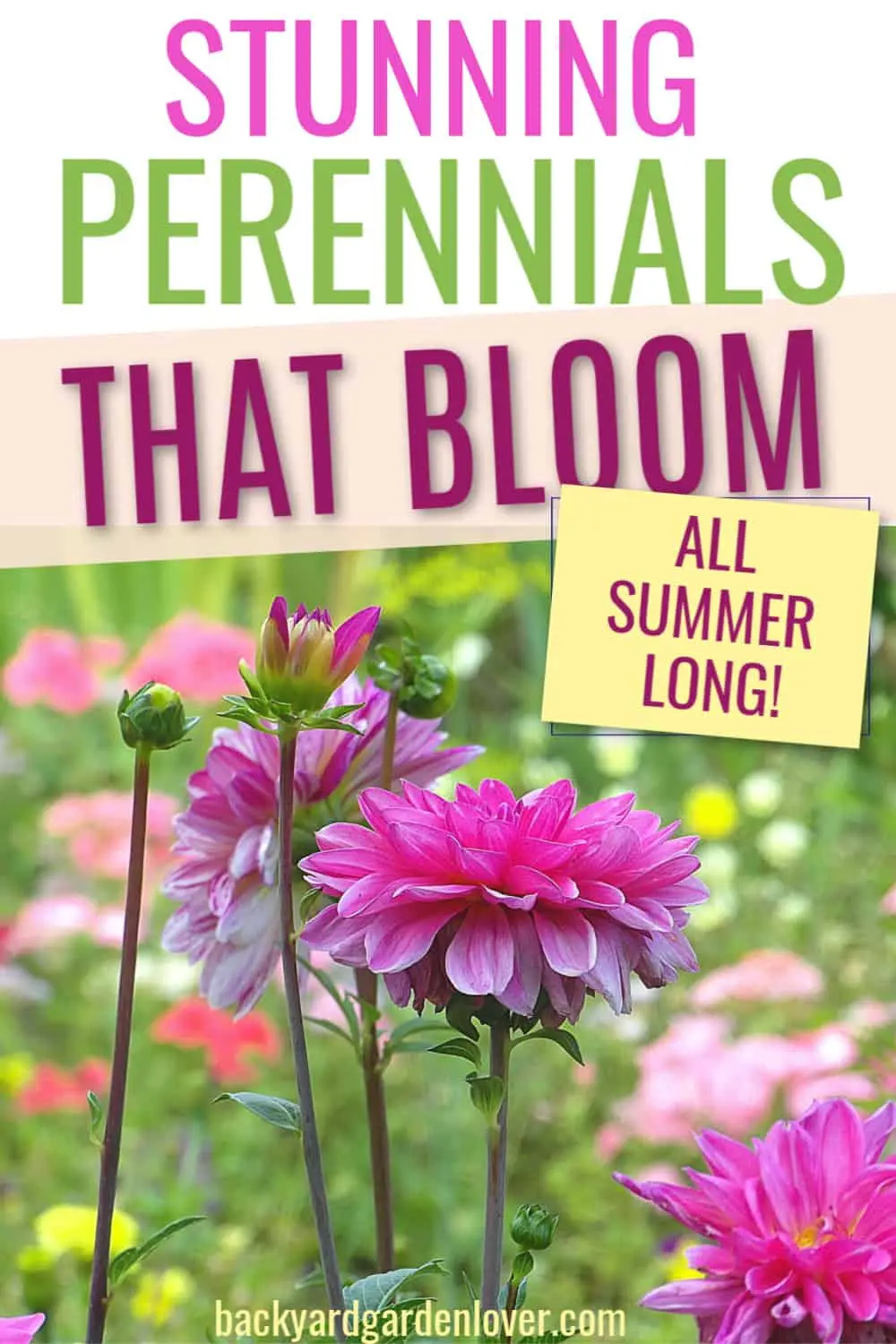 Perennials for giving blooming all summer with a photo