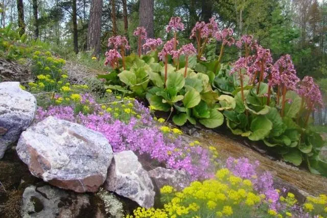 Perennials for shady places 