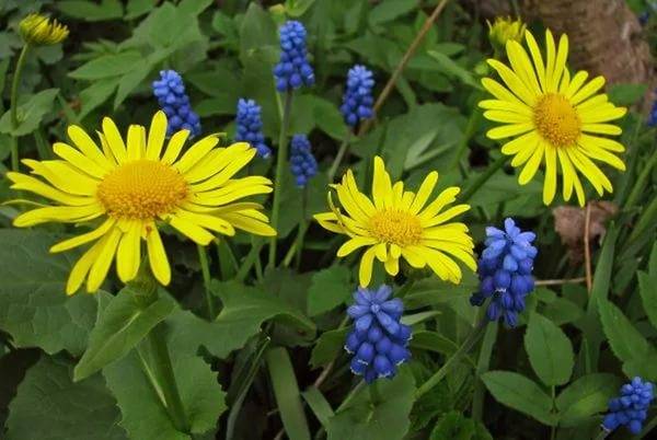 Perennials for shady places 