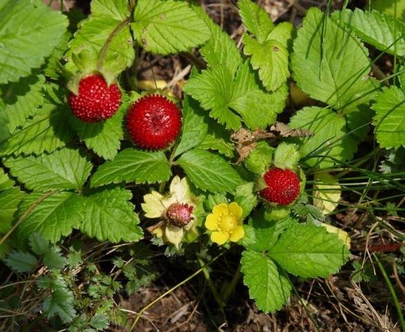 Perennials for shady places 