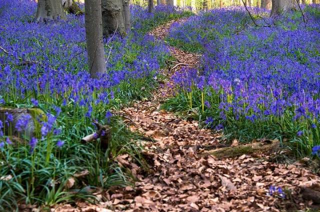 Perennials for shady places 