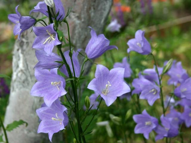 Perennials for shady places 