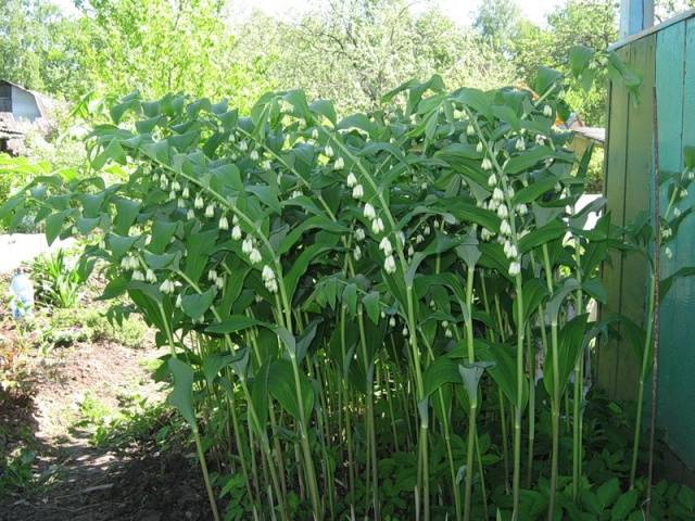 Perennials for shady places 