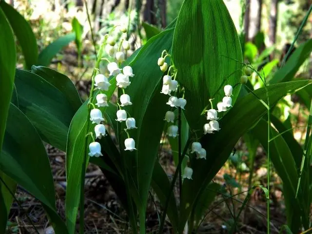 Perennials for shady places 