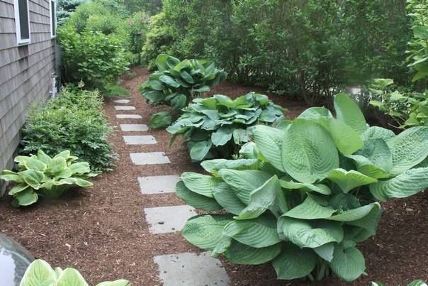 Perennials for shady places 