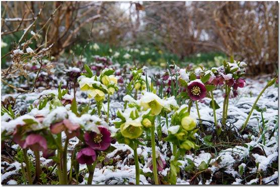 Perennials for shady places 