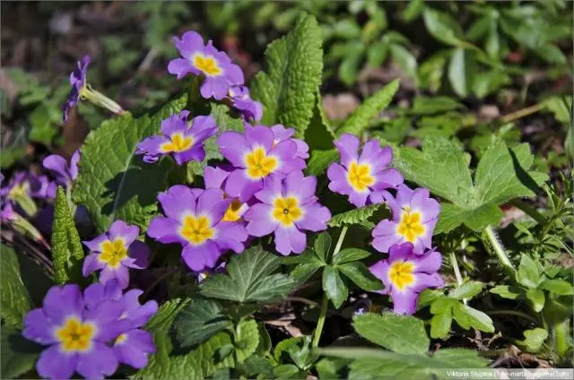 Perennials for shady places 