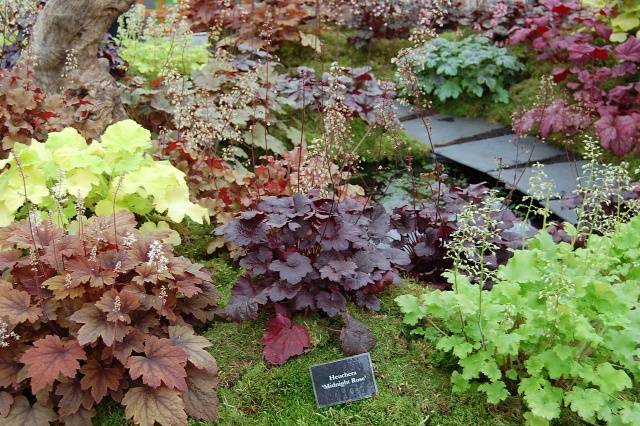 Perennials for shady places 