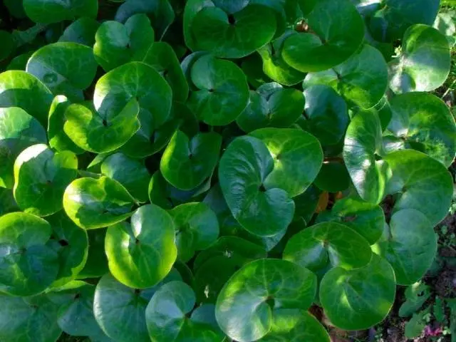 Perennials for shady places 