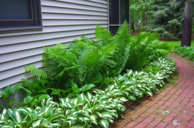 Perennials for shady places 