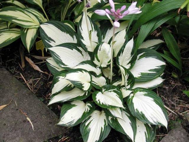 Perennials for shady places 