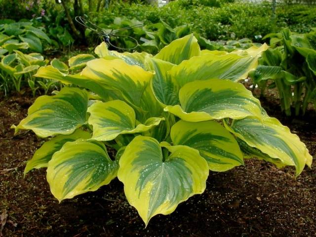 Perennials for shady places 