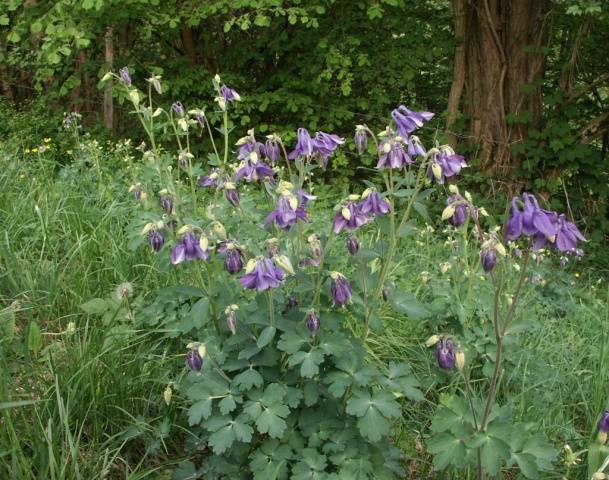 Perennials for shady places 