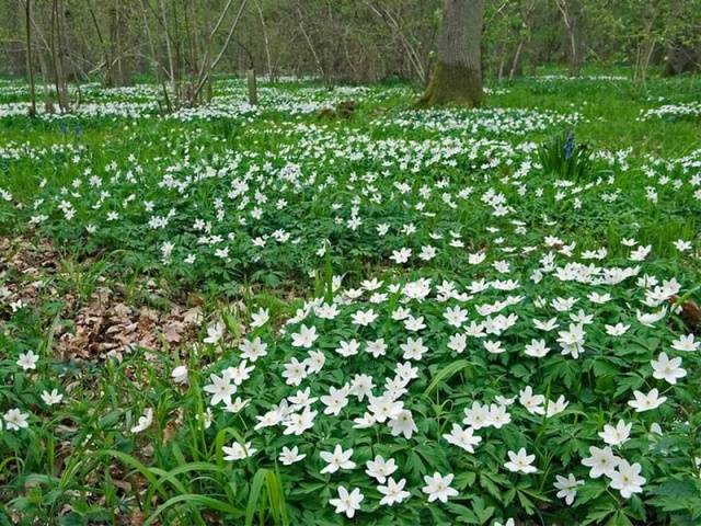 Perennials for shady places 