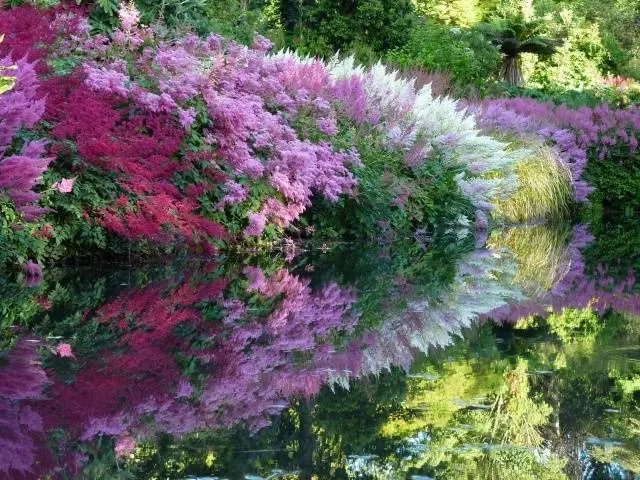 Perennials for shady places 