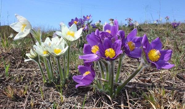 Perennials for Siberia, blooming all summer