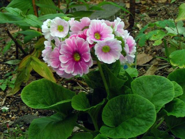 Perennials for Siberia, blooming all summer