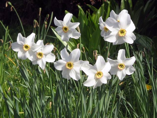 Perennials for Siberia, blooming all summer