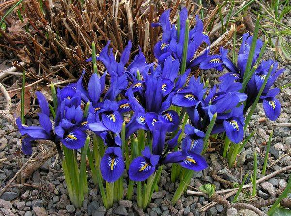 Perennials for Siberia, blooming all summer