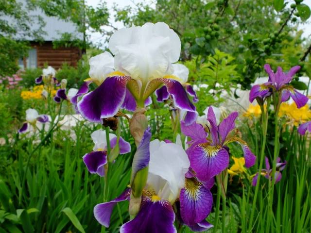 Perennials for Siberia, blooming all summer