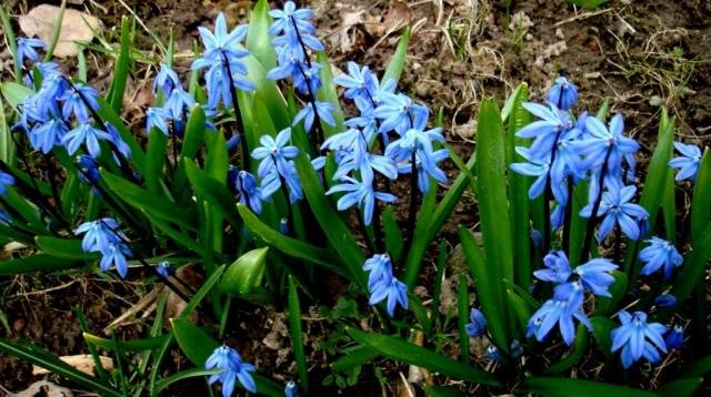 Perennials for Siberia, blooming all summer