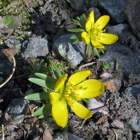 Perennials for Siberia, blooming all summer