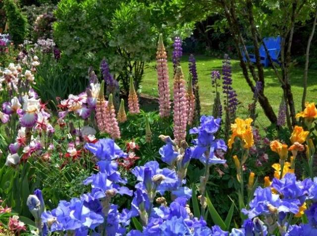 Perennials for Siberia, blooming all summer