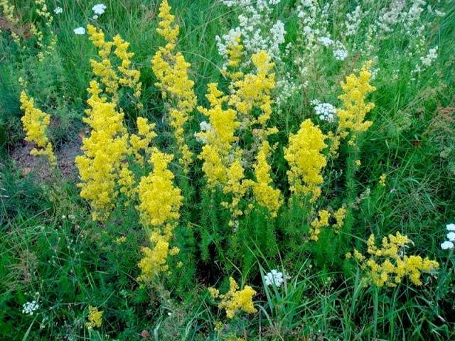 Perennials for Siberia, blooming all summer