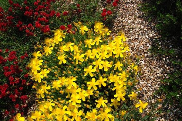 Perennials for Siberia, blooming all summer