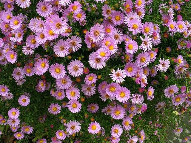 Perennials for Siberia, blooming all summer