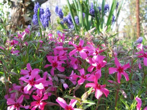 Perennials for Siberia, blooming all summer