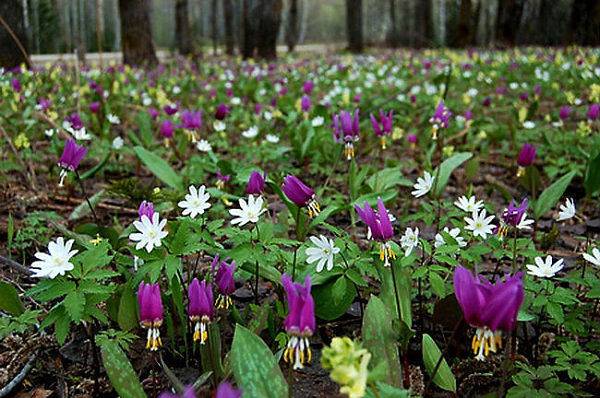 Perennials for Siberia, blooming all summer