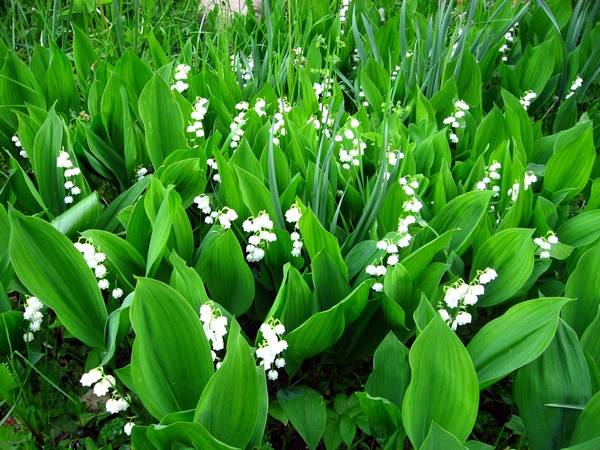 Perennials for Siberia, blooming all summer