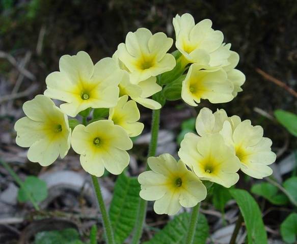 Perennials for Siberia, blooming all summer