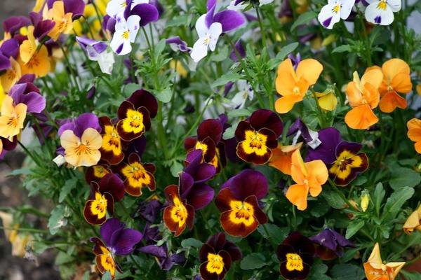 Perennials for Siberia, blooming all summer