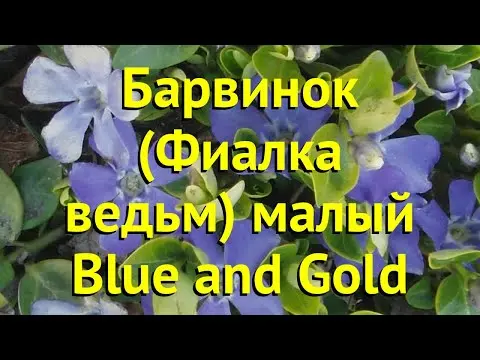 Periwinkle Blue and Gold (Blue and Gold): photo, growing from seeds, planting and care