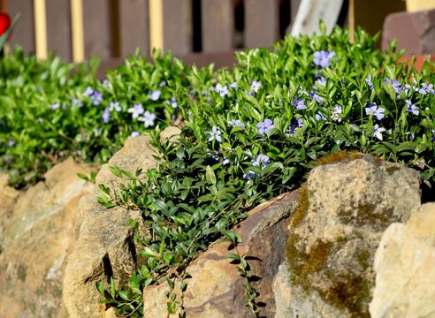 Periwinkle Blue and Gold (Blue and Gold): photo, growing from seeds, planting and care