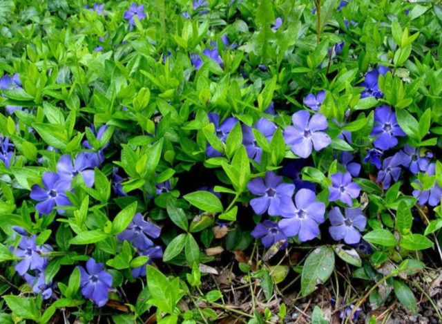 Periwinkle Blue and Gold (Blue and Gold): photo, growing from seeds, planting and care