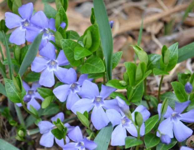 Periwinkle herbaceous: photo in landscape design, cultivation, reproduction