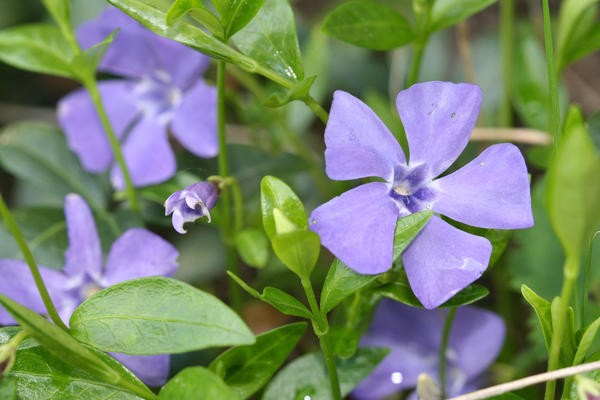 Periwinkle herbaceous: photo in landscape design, cultivation, reproduction