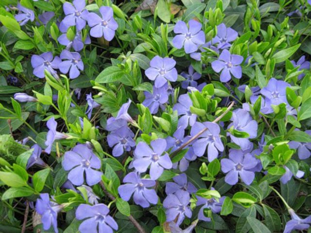 Periwinkle herbaceous: photo in landscape design, cultivation, reproduction