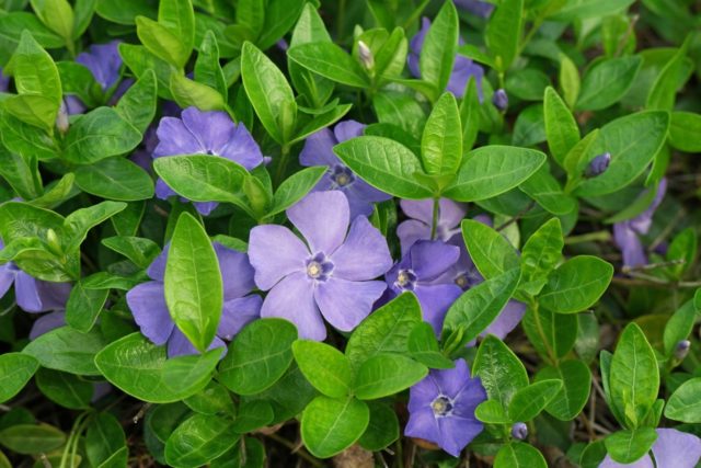 Periwinkle herbaceous: photo in landscape design, cultivation, reproduction