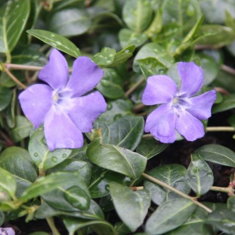 Periwinkle in landscape design: ideas, photos of flowers in a flower bed