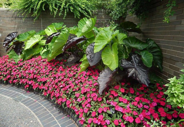 Periwinkle in landscape design: ideas, photos of flowers in a flower bed