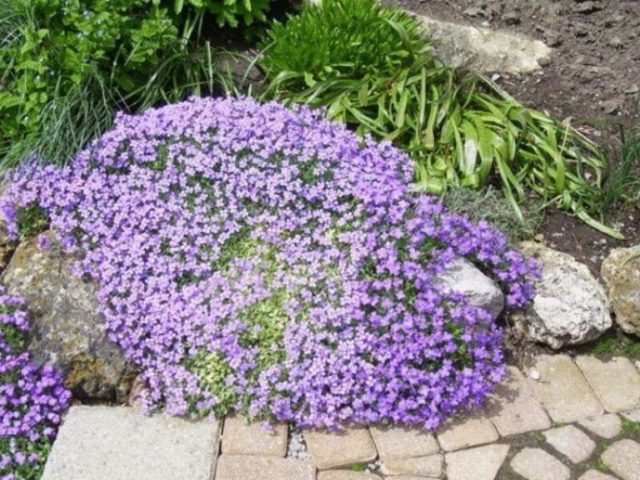 Periwinkle in landscape design: ideas, photos of flowers in a flower bed